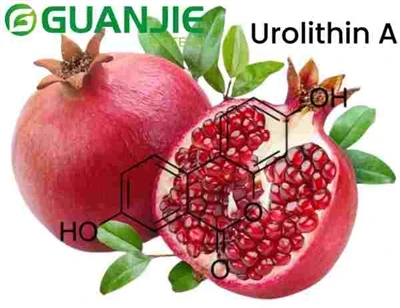 Is Urolithin A The Same As Pomegranate Extract? Is Urolithin A The Same As Pomegranate Extract?